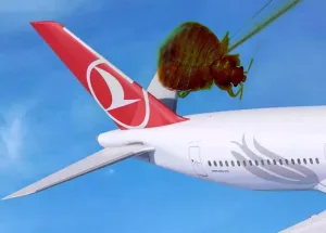 Türk Hava Yolları Yolcuları Tahtakurusu Şikayetleriyle Gündemde