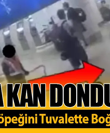 Florida’da Kan Donduran Olay! Uçağa Alınmayan Köpeğini Tuvalette Boğarak Öldürdü