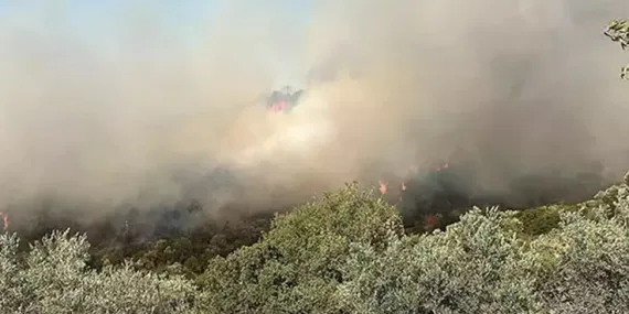 Söke Bağarası’nda Orman Yangını Kontrol Altına Alındı