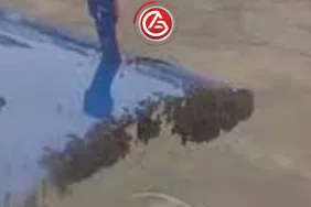 Arı Saldırısı Uçağı Durdurdu: Hindistan’da Airbus A320 Kalkış Yapamadı!