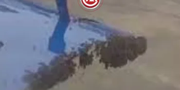 Arı Saldırısı Uçağı Durdurdu: Hindistan’da Airbus A320 Kalkış Yapamadı!