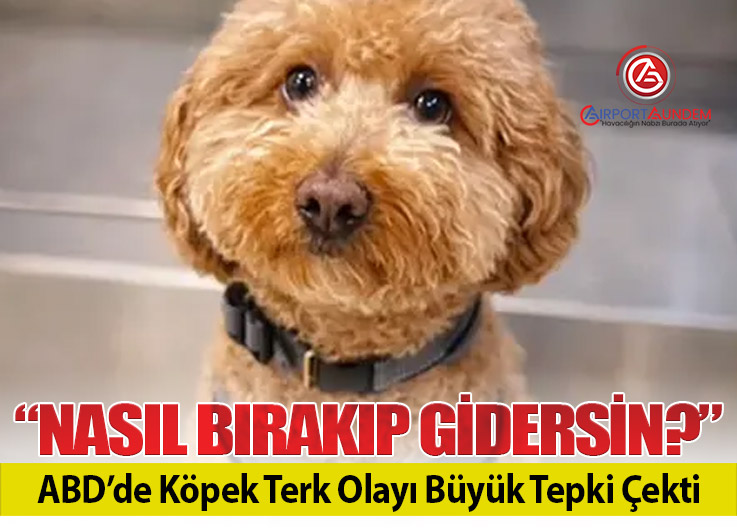 JetBlue Kontuarına Bağladığı Köpeği Bırakıp Uçağa Gitti