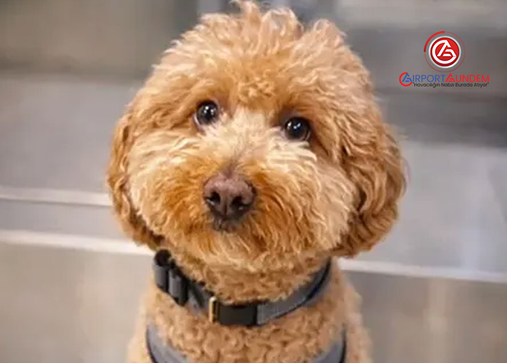 JetBlue Kontuarına Bağladığı Köpeği Bırakıp Uçağa Gitti