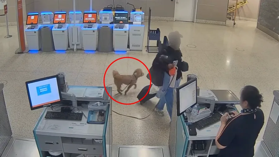 JetBlue Kontuarına Bağladığı Köpeği Bırakıp Uçağa Gitti 2 Havacılık Haberleri JetBlue JetBlue Kontuarına Bağladığı Köpeği Bırakıp Uçağa Gitti