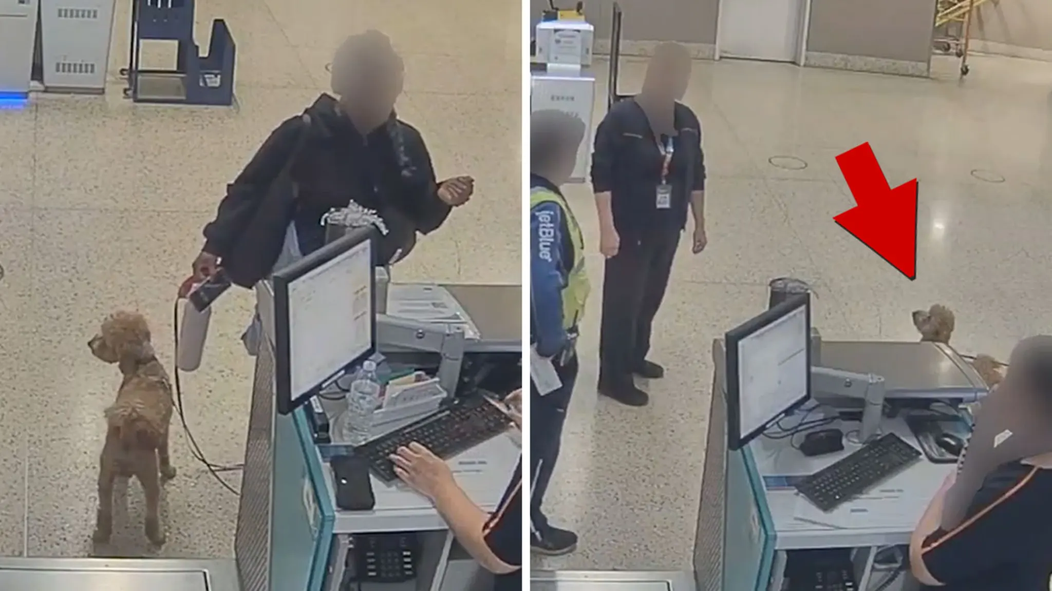 JetBlue Kontuarına Bağladığı Köpeği Bırakıp Uçağa Gitti 4 Havacılık Haberleri JetBlue JetBlue Kontuarına Bağladığı Köpeği Bırakıp Uçağa Gitti