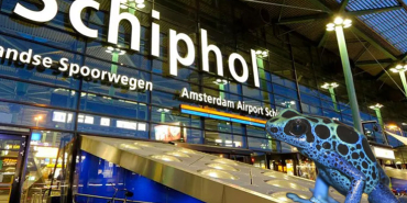 Schiphol Havalimanı’nda Egzotik Kaçakçılık Skandalı: Zehirli Ok Kurbağaları Ele Geçirildi