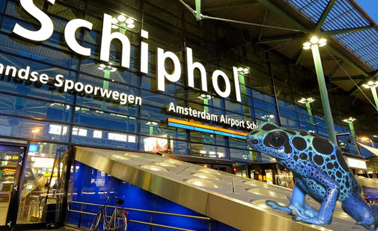 Schiphol Havalimanı’nda Egzotik Kaçakçılık Skandalı: Zehirli Ok Kurbağaları Ele Geçirildi