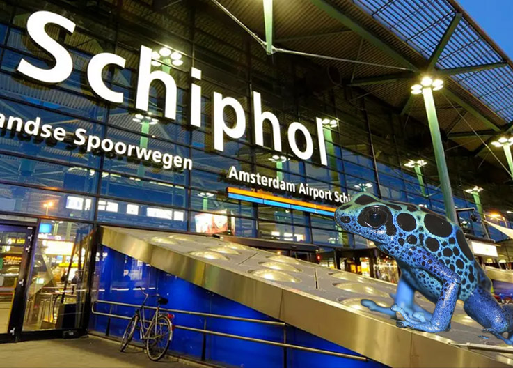 Schiphol Havalimanı’nda Egzotik Kaçakçılık Skandalı: Zehirli Ok Kurbağaları Ele Geçirildi 1 Kaza ve Olaylar Havacılık Haberleri Schiphol Havalimanı Schiphol Havalimanı’nda Egzotik Kaçakçılık Skandalı: Zehirli Ok Kurbağaları Ele Geçirildi
