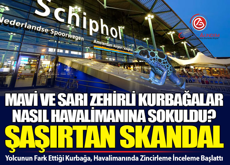 Schiphol Havalimanı’nda Egzotik Kaçakçılık Skandalı: Zehirli Ok Kurbağaları Ele Geçirildi