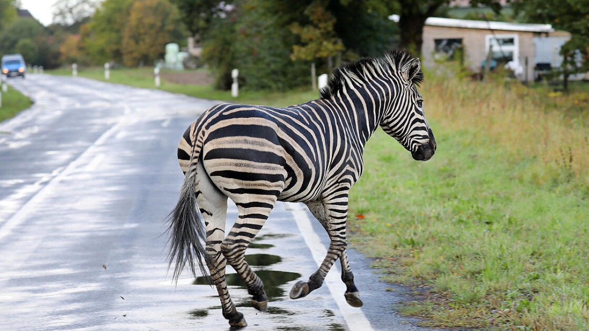 Zirkus-Zebras ausgebrochen