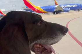 Apollo, Southwest Airlines’taki 7 Yıllık Görevini Tamamladı 13 Havacılık Riyad uçuşları https3A2F2Fmedia.zenfs_.com2Fen2Fpeople_2182Ff9e8f2049828f42d23eca9add1a3f33e