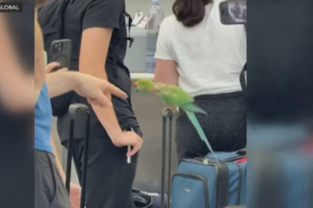 Chicago O’Hare’de yolculara saldıran kuş yakalandı 14 Havayolları ohare-bird-attack