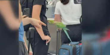 ohare-bird-attack