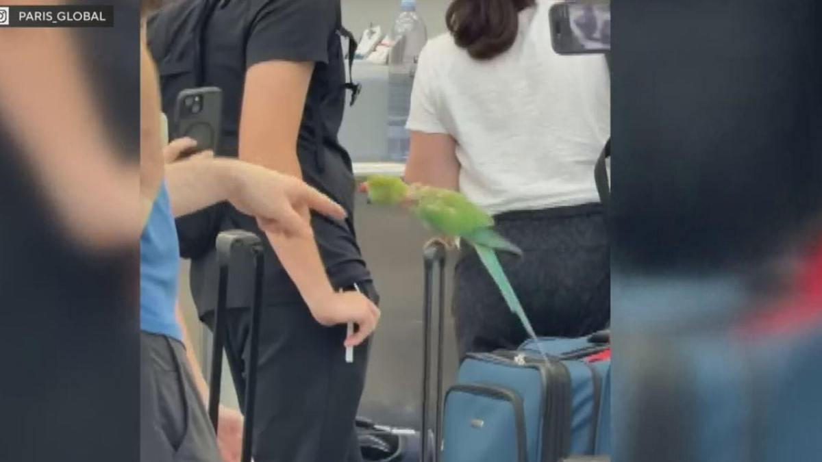 ohare-bird-attack